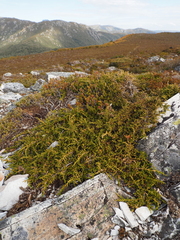 author not stated, no rights reserved Microcachrys tetragona, photograph author not stated, no rights reserved