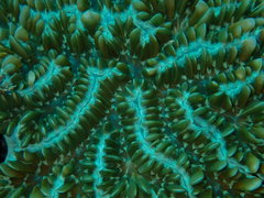 Physogyra lichtensteini