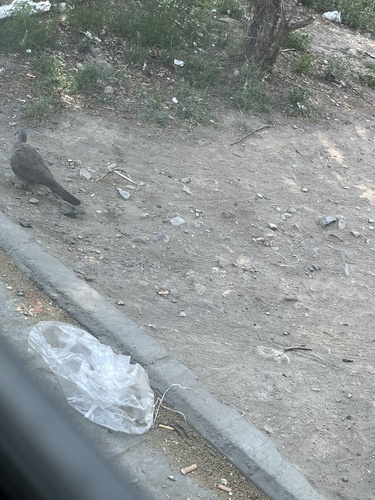 Spotted Dove