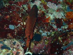 Epinephelidae