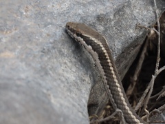 Pseudalsophis hoodensis