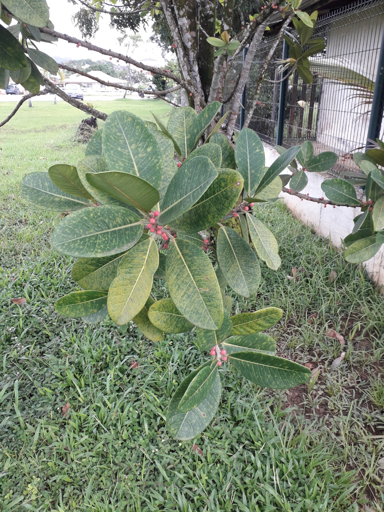 Imagem de Mata-pau