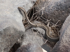 Pseudalsophis hoodensis