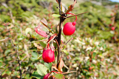 Berberis morrisonensis