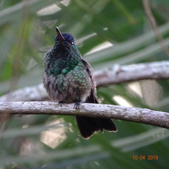 Saucerottia cyanifrons