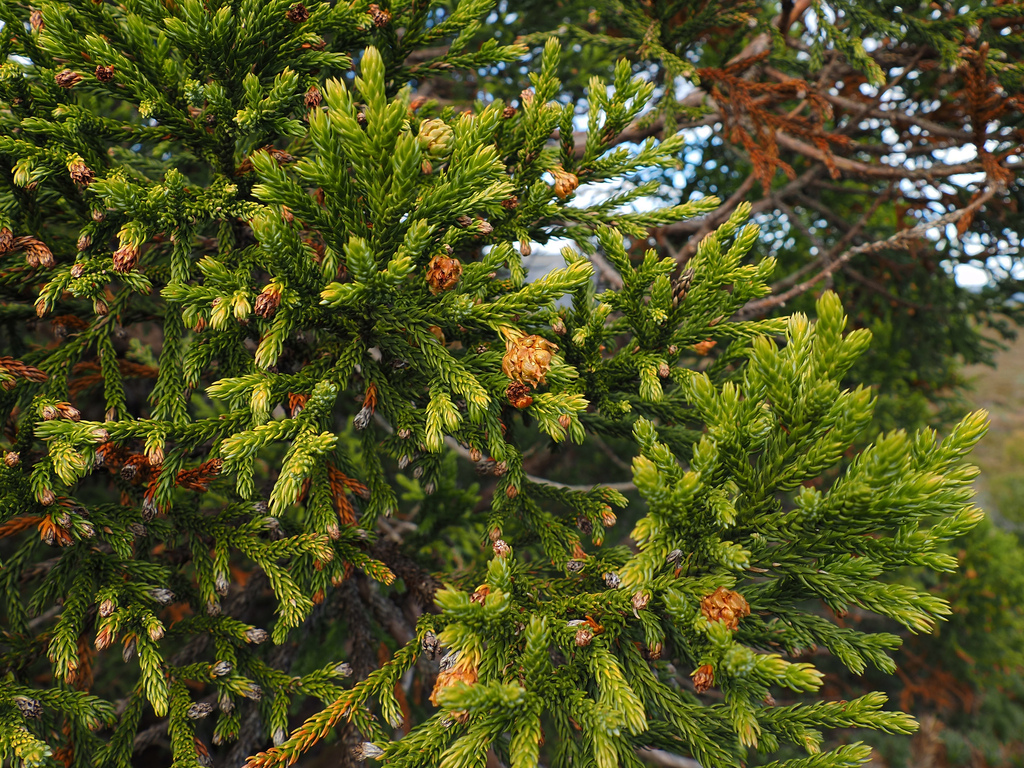 Athrotaxis selaginoides; photograph author not stated, no rights reserved