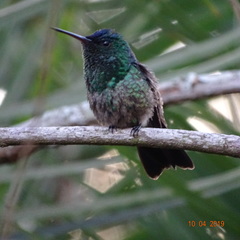 Saucerottia cyanifrons