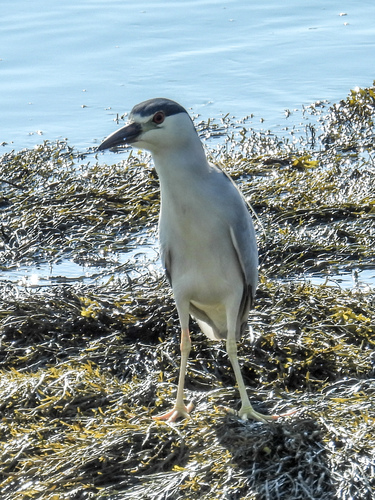 Black-crowned Night Heron photographed in New Hampshire