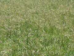 Nassella poeppigiana