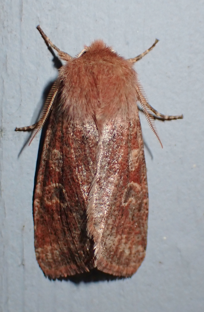 Ruby Quaker