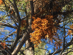 Arceuthobium vaginatum cryptopodum