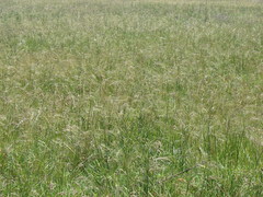 Nassella poeppigiana