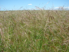 Nassella poeppigiana