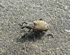 Graptus kaufmanni