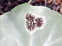 Uromyces ficariae