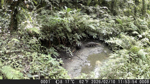 Crab-eating Mongoose