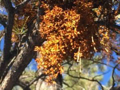 Arceuthobium vaginatum cryptopodum