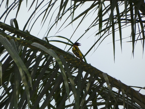 Village Weaver