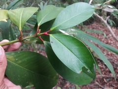 Garcinia xanthochymus