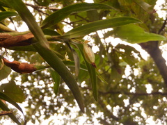 Prosthechea pseudopygmaea