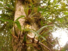 Prosthechea pseudopygmaea