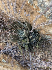 Dudleya abramsii