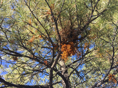 Arceuthobium vaginatum cryptopodum