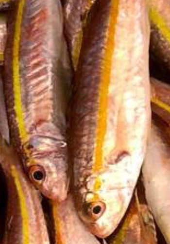 Upeneus moluccensis