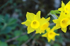 (c) CorentinD, some rights reserved (CC BY) Narcissus assoanus, photograph (c) CorentinD, some rights reserved (CC BY)