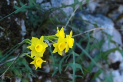 Narcissus assoanus, photograph (c) CorentinD, some rights reserved (CC BY)