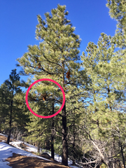 Arceuthobium vaginatum cryptopodum