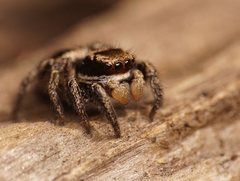 Habronattus klauseri