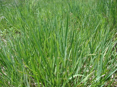 Echinochloa helodes
