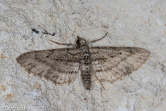 Eupithecia longidens