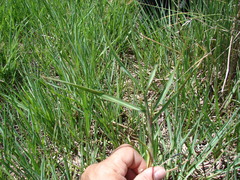 Echinochloa helodes