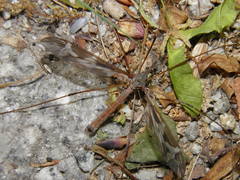 Tipula maxima