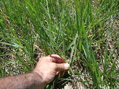 Echinochloa helodes