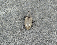 Graptus kaufmanni