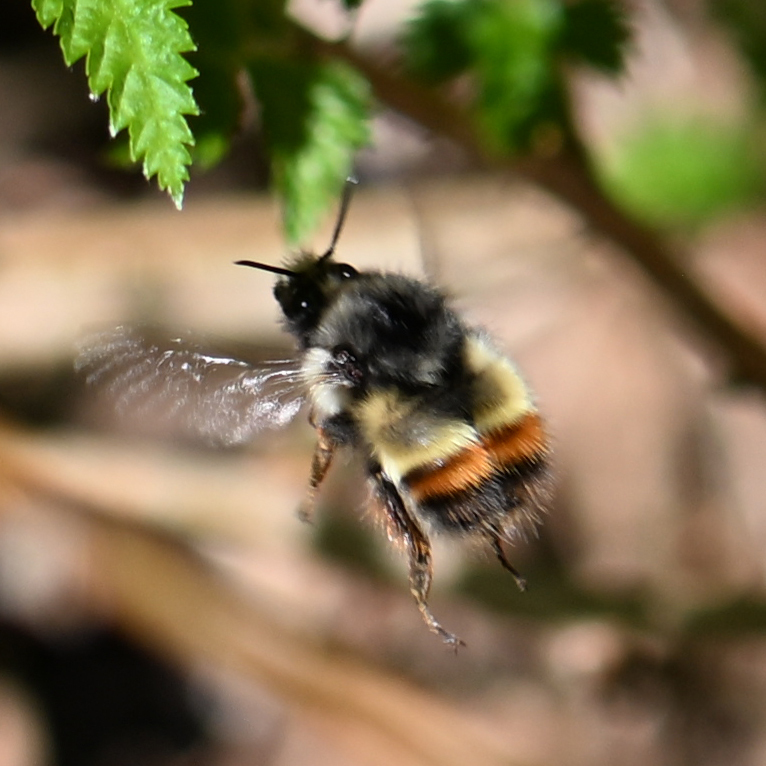 Yellow-fronted Bumble Bee