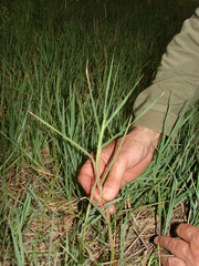 Echinochloa helodes