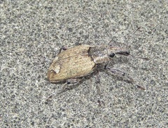 Graptus kaufmanni