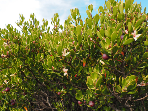 Persoonia gunnii, photograph 6