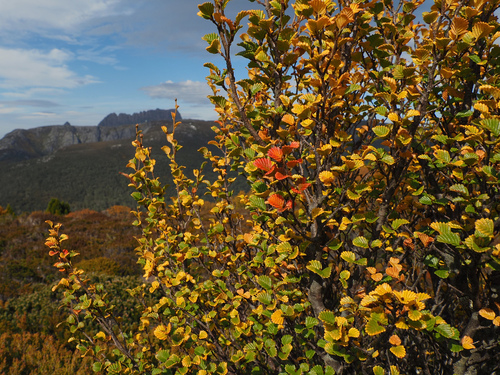 Nothofagus gunnii, photograph 6