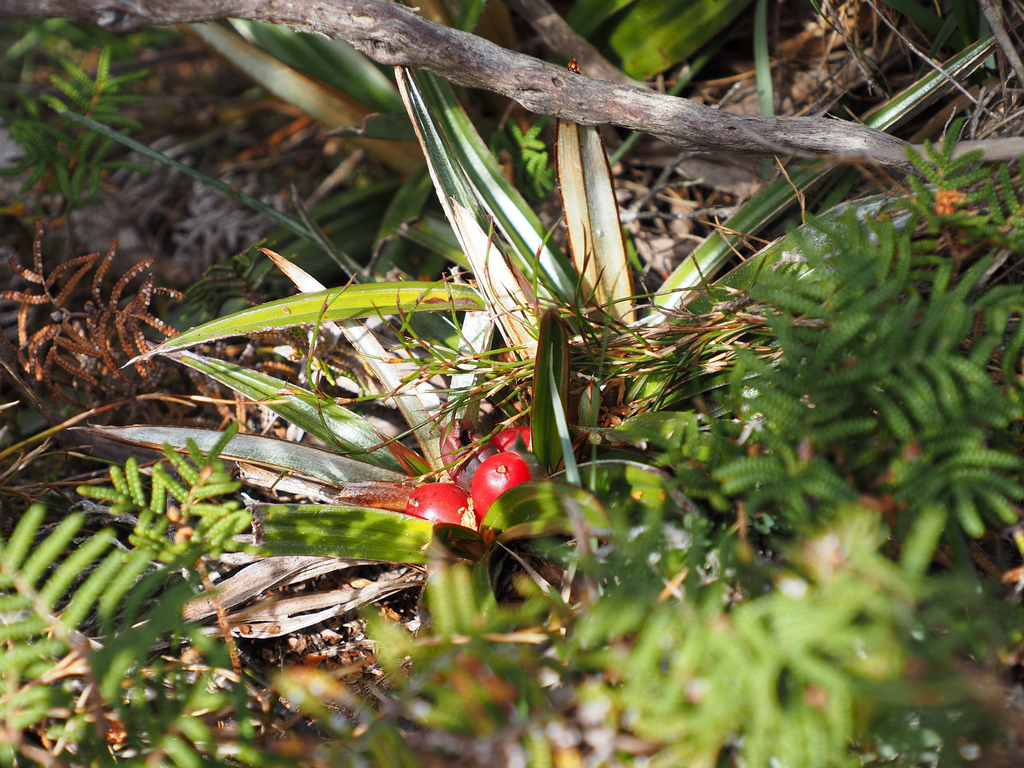Astelia alpina; photograph author not stated, no rights reserved