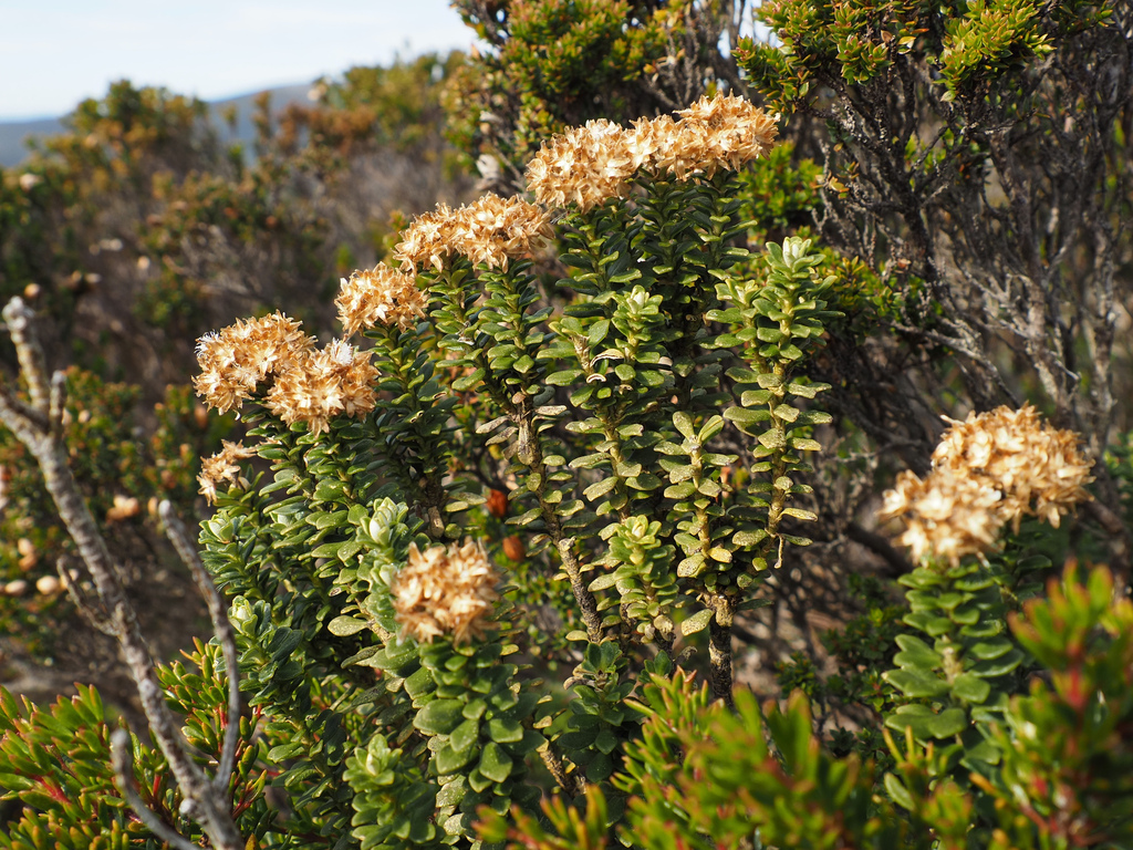 Ozothamnus rodwayi; photograph author not stated, no rights reserved