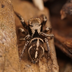 Habronattus klauseri