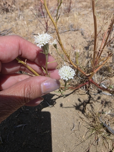 Chaenactis xantiana observed 2026-04-26