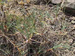 Acantholimon