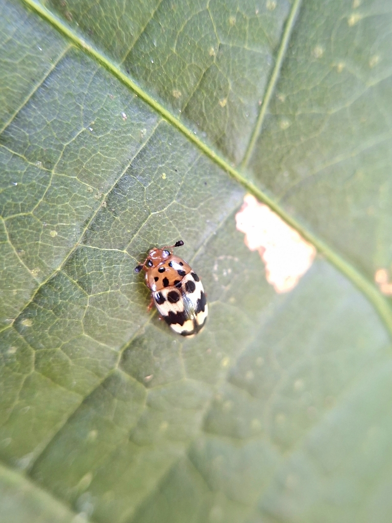 Mycotretus scitulus