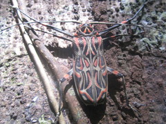 Acrocinus longimanus